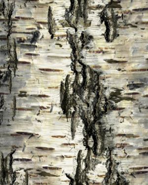 Birch Bark 30