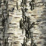 Birch-Bark-30.jpg