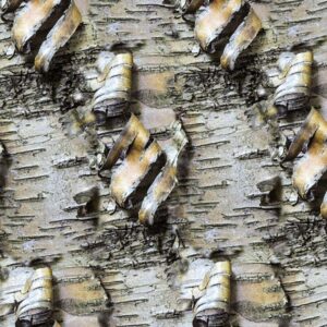 Birch Bark 33