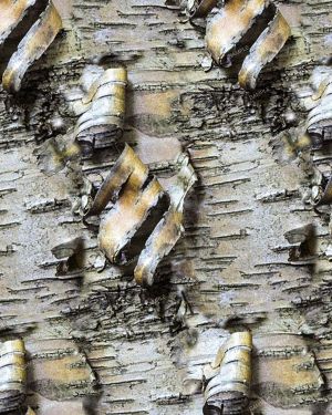 Birch Bark 33