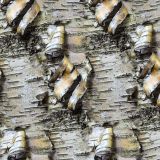 Birch-Bark-33.jpg