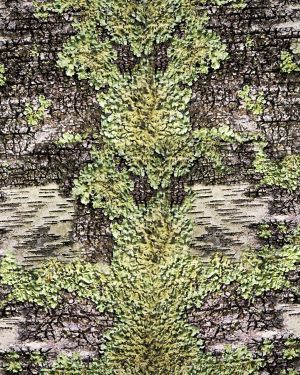 Birch Lichen Camouflage