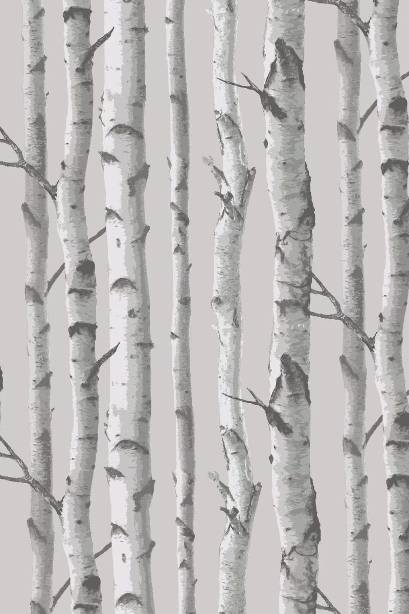 Birch Trees 77