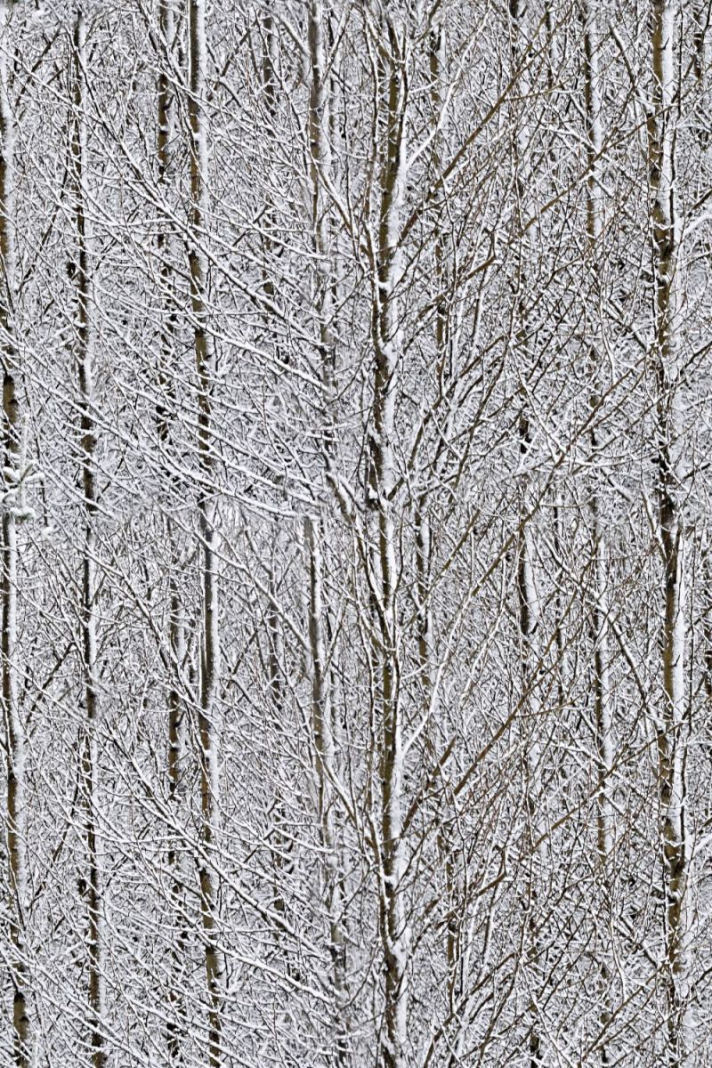 Birches Snow Camouflage
