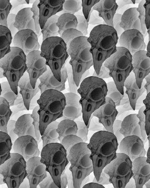 Bird Skulls 23