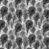 Bird-Skulls-23.jpg