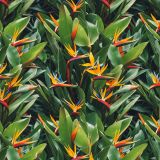 Bird-of-Paradise-Flowers-42.jpg