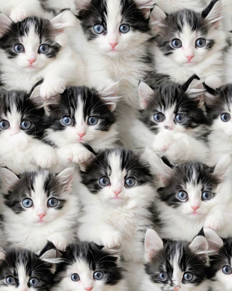 Black and White Kittens