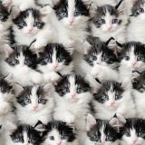Black-ans-White-Kittens.jpg