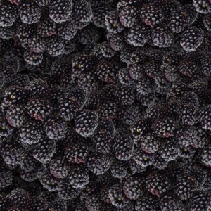 Black Berries 22