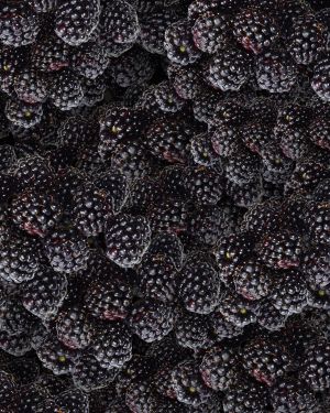Black Berries 22