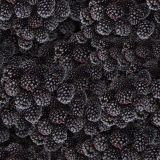 Blackberries-22.jpg