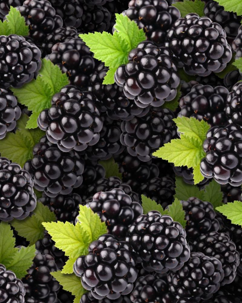 Blackberries 23