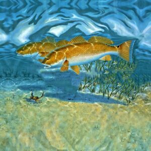 Blue Background Redfish