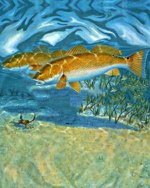 Blue Background Redfish