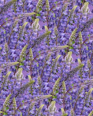 Blue Bonnets 22
