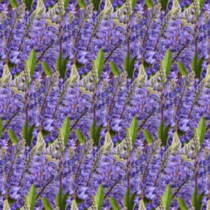 Blue Bonnets 23