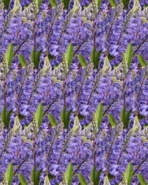 Blue Bonnets 23