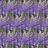 Blue-Bonnets-23.jpg