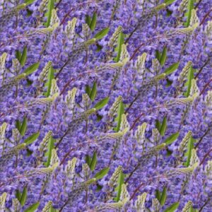 Blue Bonnets 24