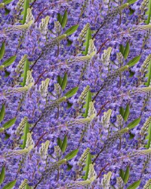 Blue Bonnets 24