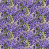 Blue-Bonnets-24.jpg