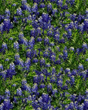 Blue Bonnets 25