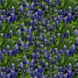 Blue-Bonnets-25.jpg