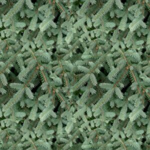 Blue Spruce 22