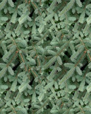 Blue Spruce 22
