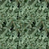 Blue-Spruce-22.jpg