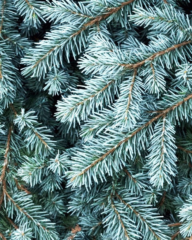 Blue Spruce Branches