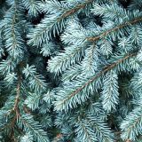 Blue-Spruce-Branches.jpg