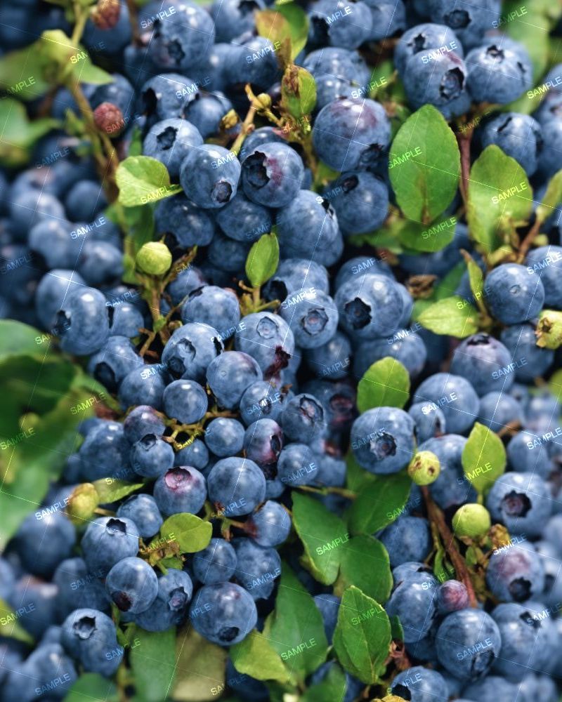 Blueberries 42
