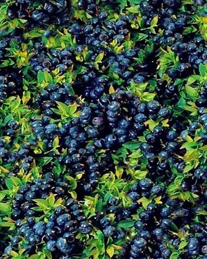 Blueberry Bush