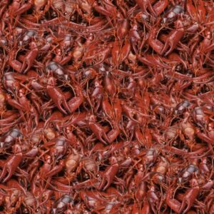 Boiled Crawfish 22
