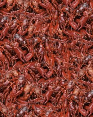 Boiled Crawfish 22