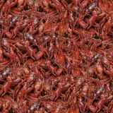Boiled-Crawfish-22.jpg