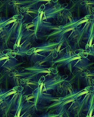 BoneFish Radioactive 24