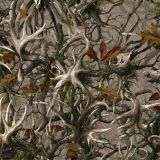 Boneyard-Legends-Camo.jpg