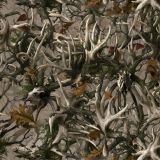 Boneyard-Legends-Painted-Camo.jpg