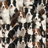 Border-Collie-Dogs.jpg