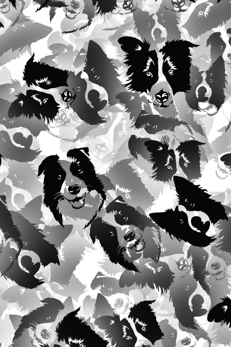 Border Collies 22