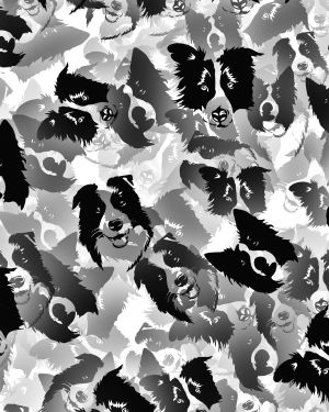 Border Collies 22