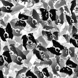 Border-Collies-22.jpg