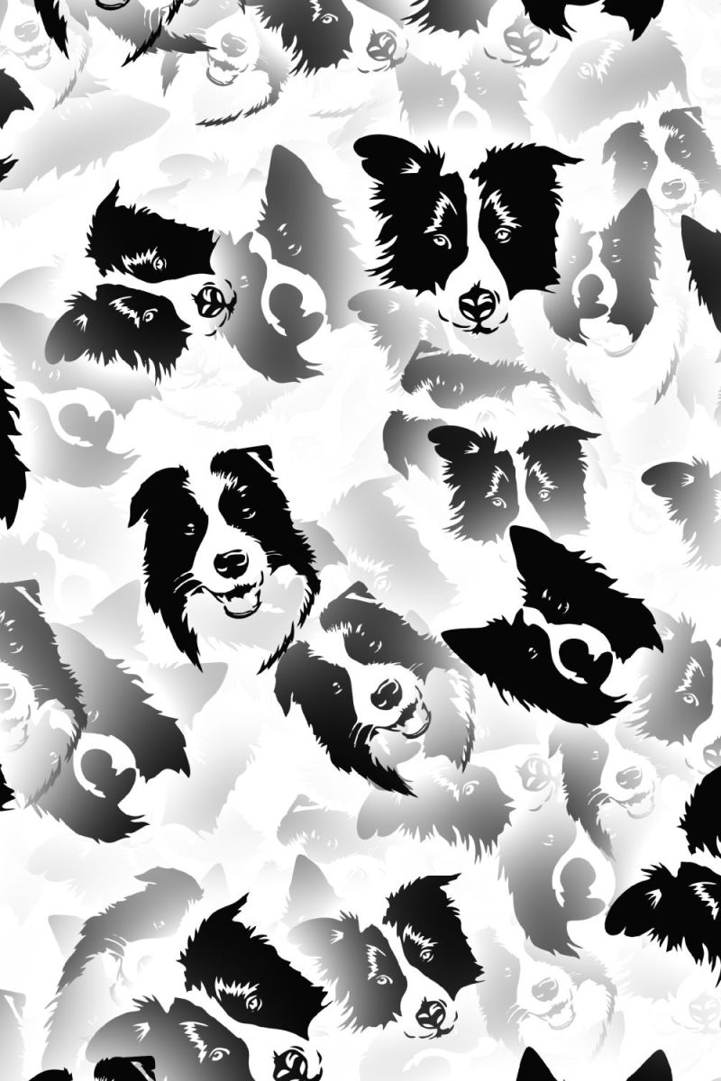 Border Collies 23