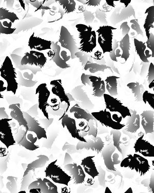 Border Collies 23