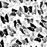Border-Collies-23.jpg