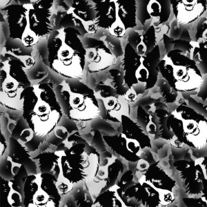 Border Collies 24