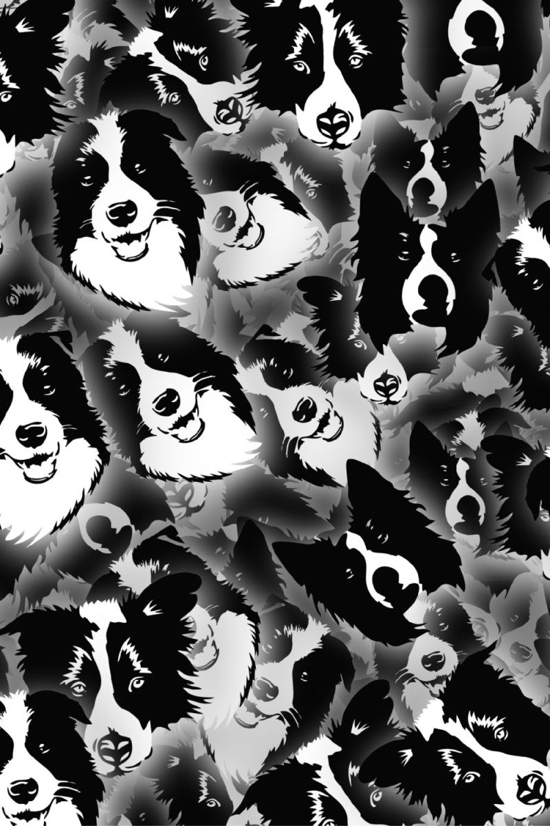 Border Collies 24